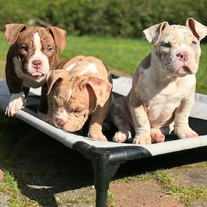 Süß & Exklusiv: American Pocket Bully Welpen mit ABKC-Ahnentafel abgabebereit!