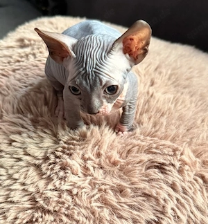 Unsere super hübschen Mai Sphynx suchen ihr neues zu Hause 