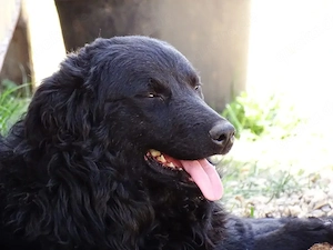 Kroatischer Schäferhund Mix Rüde 11 Monate bundesweit ausreisebereit 