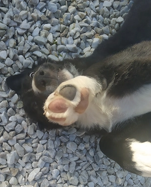 Border Collie Mix Welpe Rüde 4Mon gemütlich ausreisebereit 28.6 