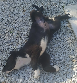 Border Collie Mix Welpe Rüde 4Mon gemütlich ausreisebereit 28.6 