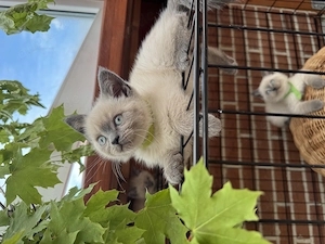 BKH Kitten ab sofort Abholbereit 
