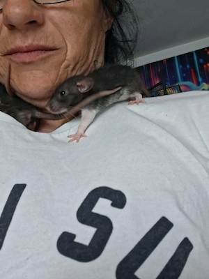 Ratten Dumbo RexBabys