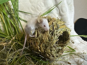 Farbmaus - Mäuse in liebevolle Hände