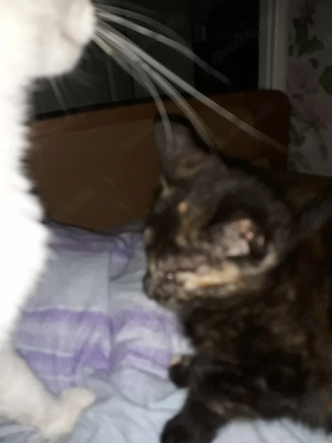 Junge Katze sucht ein zu Hause