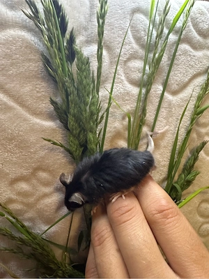 Farbmaus Langhaar