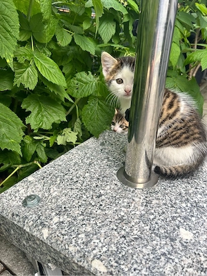 Babykatzen