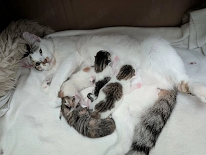    Süße Katzenfamilie sucht ein liebevolles Zuhause