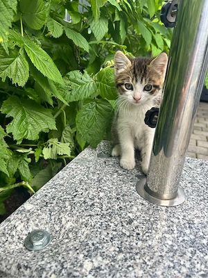 Babykatzen