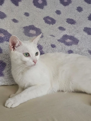 Liebe Katze sucht neues Zuhause 