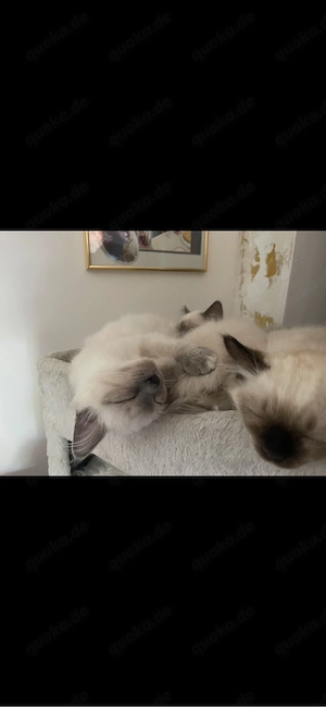Heilige Birma kitten kater auszugsbereit