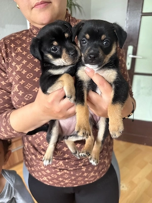 Zwei süße Mini-Pinscher Hündinnen suchen ein neues Zuhause. Beide sind schwarz, verspielt, freundlic