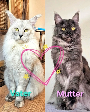 XXL Reinrassige Maine-Coon Kitten Katerchen Mädchen mit Stammbaum