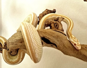 Schlange Kornnatter (Caramel Stripe)