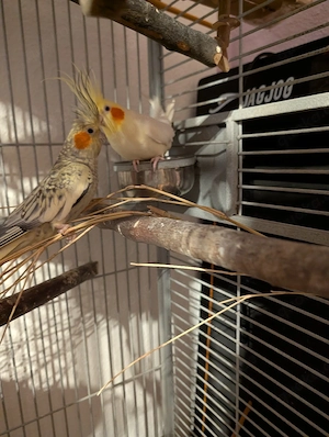 Nymphensitiche Männchen und Weibchen 