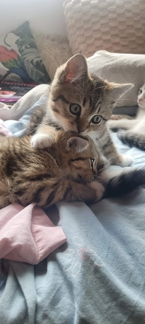 Heilige Birma mix kitten