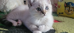 Heilige Birma mix Kitten 