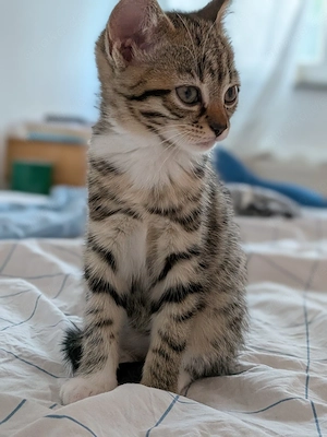 2 Katzenmädchen suchen ein liebevolles Zuhause