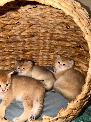 Reinrassige Golden Chinchilla Kitten    Reservierung möglich