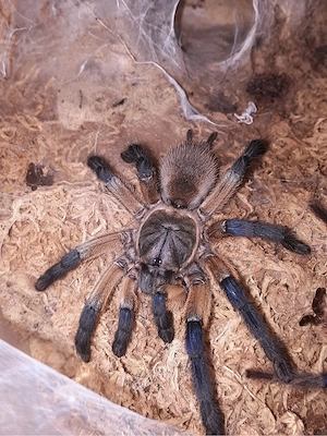 Monocentropus balfori 0.0.1 