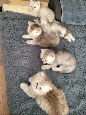 Bebykatzen