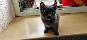 Süsser EKH Bengal Kater zur Abgabe