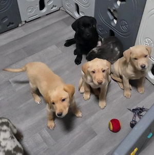 Labrador Mix Welpen ( Aussiedor)