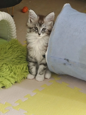Maine Coon Kitten ab Anfang Juli 