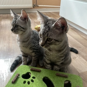 BKH Kitten