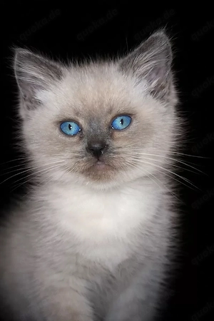 Reinrassige BKH Kittten | Strahlende Blaue Augen | Blue Point
