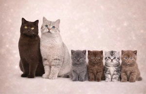 Reinrassige Chocolate Kitten Abgabebereit 