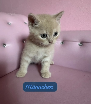Bkh kitten bald Abgabe bereit 
