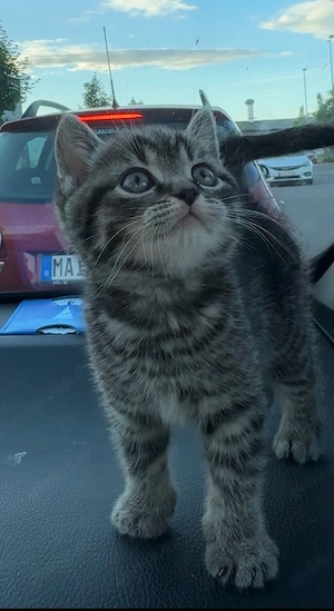 Reinrassiges BKH Kitten