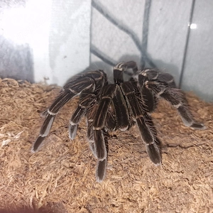 Ph.Sp.Machala 0.1