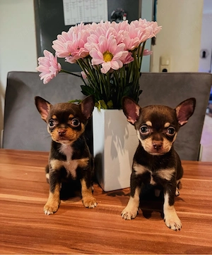 2 mini Chihuahua in SchokoTan