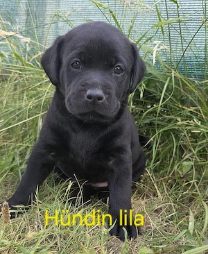 Süße Labrador Mix Welpen 