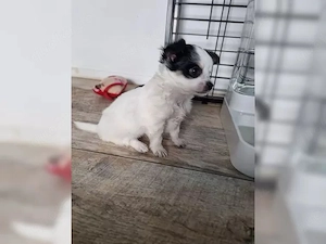 Premium-Chihuahua-Welpen mit glattem Fell jetzt erhältlich