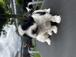 Shih-Poo Welpe sucht liebevolles Zuhause (Shih tzu x Zwergpudel)