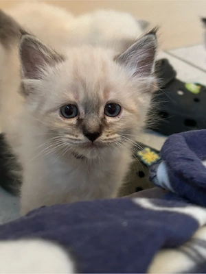Heilge Birma Kitten 