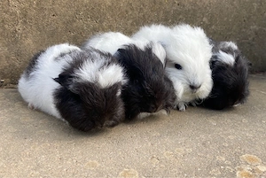 Meerschweinchen Babys    CH teddy Brindle california 