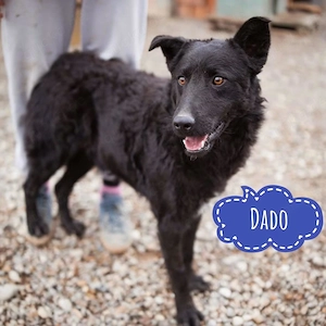 Dado, lieber und wunderhübscher Mischling, Kroatischer Schäferhund   Mudi