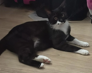 Kurzhaar Katze 10 Monate