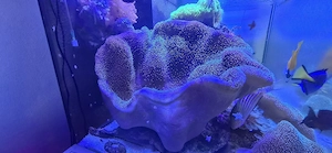 Sarcophyton Grün