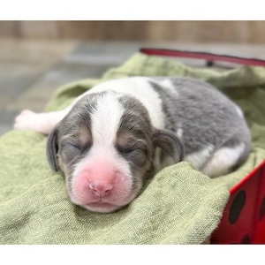 Wunderschöne Beagle-Welpen   mit Liebe und Sorgfalt aufgezogen