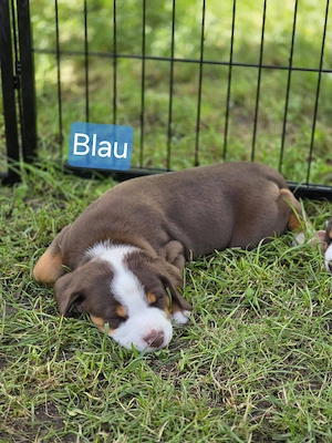 Havannabraune Appenzeller Sennenhund Welpe