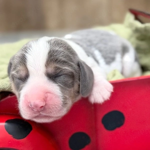 Wunderschöne Beagle-Welpen   mit Liebe und Sorgfalt aufgezogen