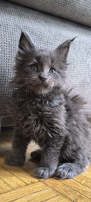 Wunderschöne Maine Coon Kitten