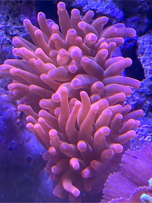 Kupferanemone abzugeben