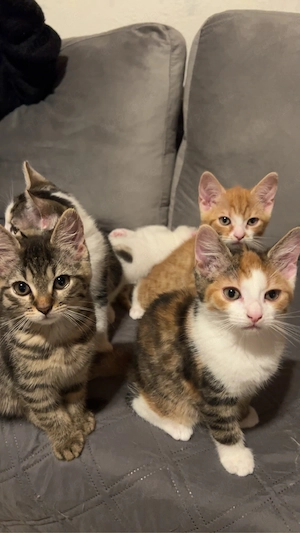 EKH Kitten zum abgeben  