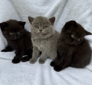 Bkh kitten 